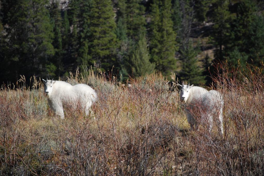 Bucks T4 Lodge Big Sky Bagian luar foto