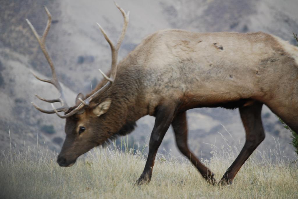 Bucks T4 Lodge Big Sky Bagian luar foto