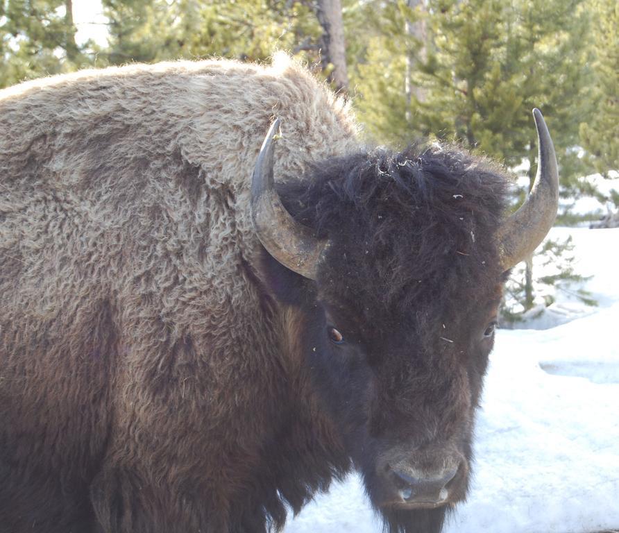 Bucks T4 Lodge Big Sky Bagian luar foto